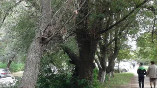 Угроза для людей: сразу на нескольких улицах Рязани нашли опасные деревья