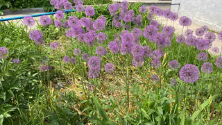 Цветет с июня и до морозов – этот многолетник будет королевой сада: приятно, а растет даже в тени