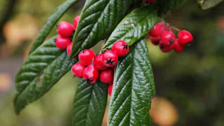 И забор, и украшение для участка: это растение идеально подходит для создания живой изгороди – справится с любой погодой