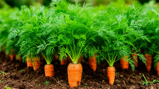 Теперь морковка всегда всходит рано: дедушка из деревни рассказал, как сделать урожай в 3 раза больше
