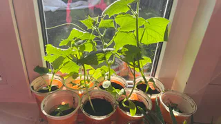 Что посадить в конце января: растения, которые дачникам пора сеять уже сейчас