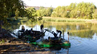 Серая шейка избавится от мусора: пруд будет чистым