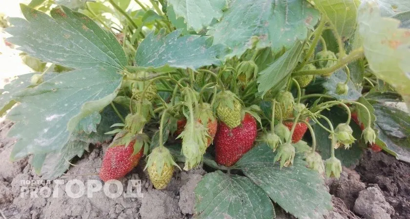 Угостите клубнику после пересадки этим: Корни будут крепкими, а ягоды крупными — вредители даже не приблизятся