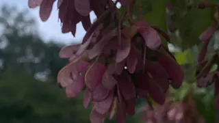 «Скоро дышать будет нечем»: рязанцы возмущены полной вырубкой деревьев на улице Павлова