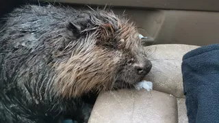 Видео: под Рязанью спасли замерзающего бобра
