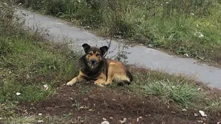 В Комаричском районе с администрации взыскали 50 000 за укус собаки