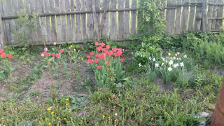 «Пшикаю» на садовые дорожки — и «сжигаю» все сорняки: за одни сутки засыхают даже пырей и молочай – вот что нужно