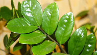 Эффективная подкормка для замиокулькаса: секреты от цветоводов