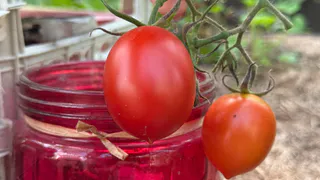 Больше не выращиваю помидоры «абы какие» — надоело. Теперь только урожайные сорта томатов - рассказываю про 11 фаворитов