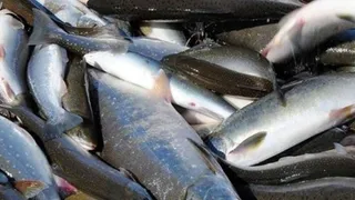 В Коми рыбоводческие хозяйства получат по 282 рубля за каждый килограмм форели или сига