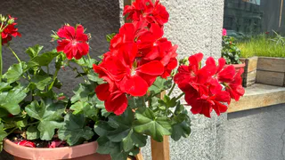 Крошу в горшок — и герань как подменили: листва не желтеет, а бутоны лезут даже на молодых черенках