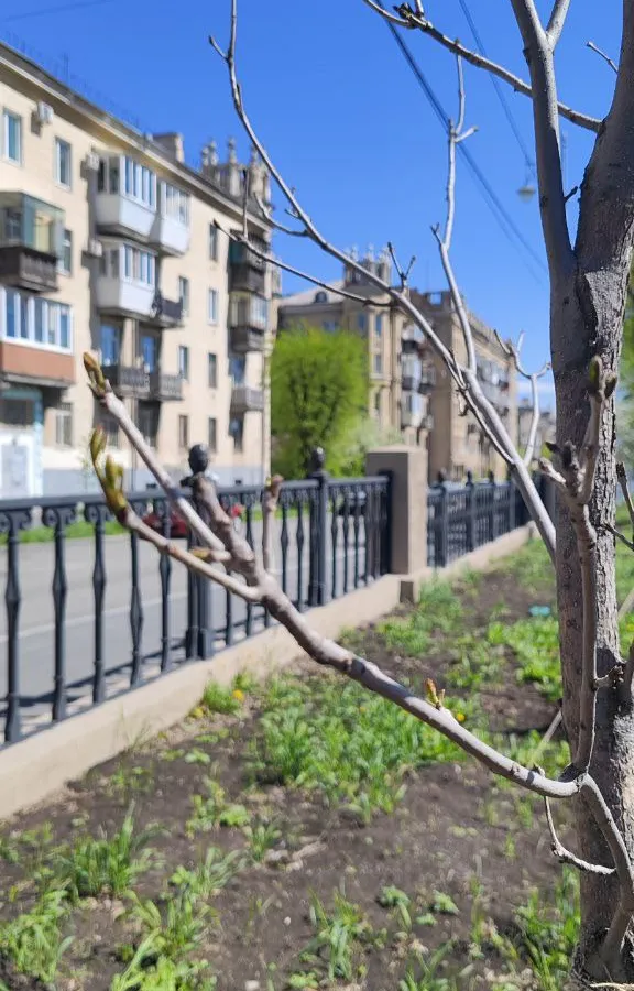 В Магнитогорске проверили состояние деревьев в сквере Металлургов: эксперты успокоили жителей