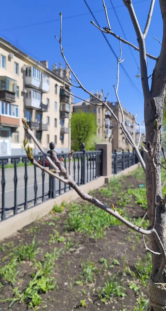 В Магнитогорске проверили состояние деревьев в сквере Металлургов: эксперты успокоили жителей