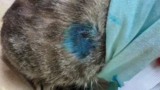 В Туме неизвестный стреляет по котам из ружья