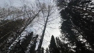 Житель Коми предстанет перед судом за рубку 7 деревьев 