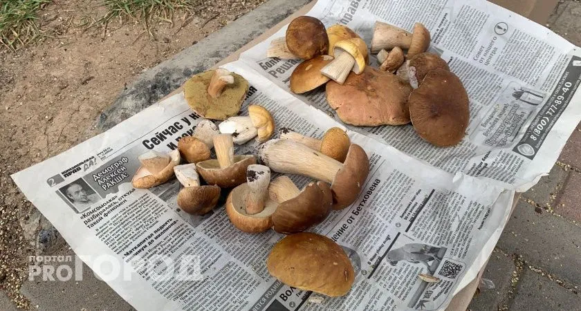 Яд в бульоне. Врач объяснила, из каких съедобных грибов лучше не варить суп