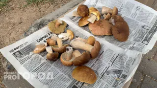 Яд в бульоне. Врач объяснила, из каких съедобных грибов нельзя варить суп