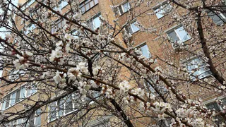 В Милославском обновили яблоневый сад