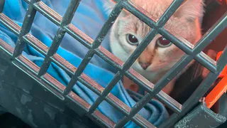 Почти миллион: жители Коми продолжают сбор на новое помещение для травмированных кошек