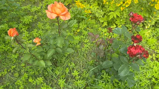 Этот эффектный многолетник не требует ни капли воды, но цветет как безумный: подкормки не нужны годами