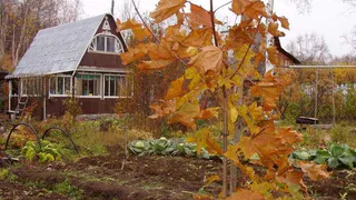 Лунный календарь садовода и огородника на ноябрь
