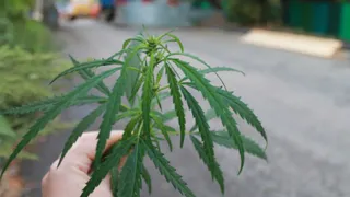 Картошки мало: михайловец выращивал в огороде коноплю