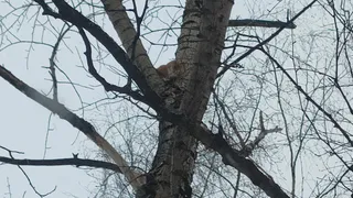 Жители столицы Коми спасли кота с дерева, МЧС отказалось выезжать на вызов