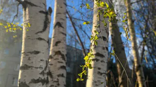 Чувашия готовится к комфортному дню: переменная облачность и летнее тепло