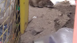 Жильцы дома на Касимовском шоссе в Рязани жалуются на огромное количество крыс 