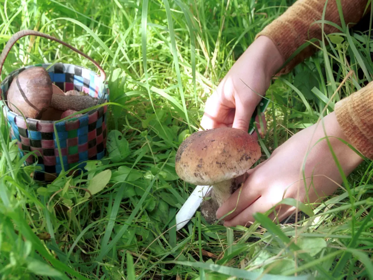 Элитный гриб, о котором забыли: встречается в российских лесах, но остается незамеченным