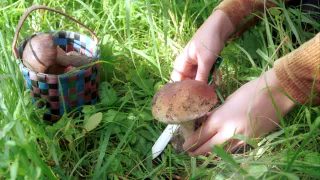 Элитный гриб, о котором забыли: встречается в российских лесах, но остается незамеченным