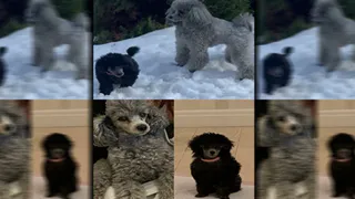 В Брянске нашли двух украденных карликовых пуделей