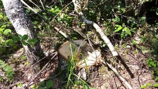 В Селивановском районе расследуют незаконную вырубку берёз неизвестными