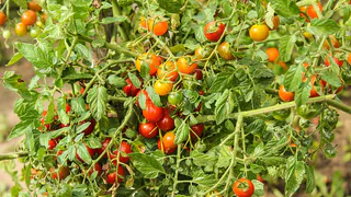 Легкий способ выращивания помидоров без лишних забот