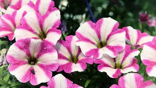 Как правильно высаживать петунии для пышного цветения