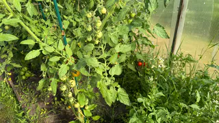 Две «стыдные» подкормки помидор – делаю их до конца сезона: забыла о фитофторе и собираю урожай мешками