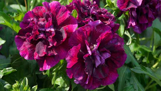 Титулованная королева сада, неустанно цветущая с мая по октябрь: великолепный многолетник весь сезон восхищает пышными алыми цветами