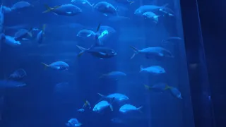 В России более 30 птиц погибло на черноморском побережье после катастрофы