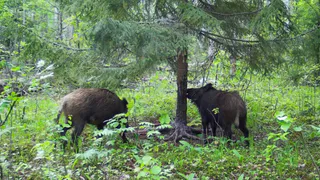 Экология: в Рязанской области создадут дирекцию особо охраняемых природных территорий