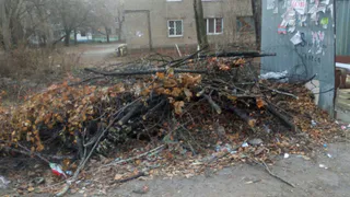 Опилили ветки и бросили. Во дворах Рощи управляющие компании не убирают за собой