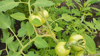 1 г на 10 л и опрыскала помидоры во время цветения: ломятся от урожая даже в холодное лето