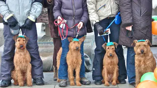 Нижнекамские собаководы вместе с питомцами примут участие в параде на День города