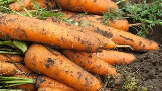 Морковь немедленно пойдёт в рост: в середине июля полейте грядку этим раствором — первый шаг к хорошему урожаю