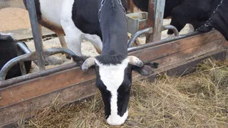 В Коми сельхозпредприятия выполнили план по заготовке сена