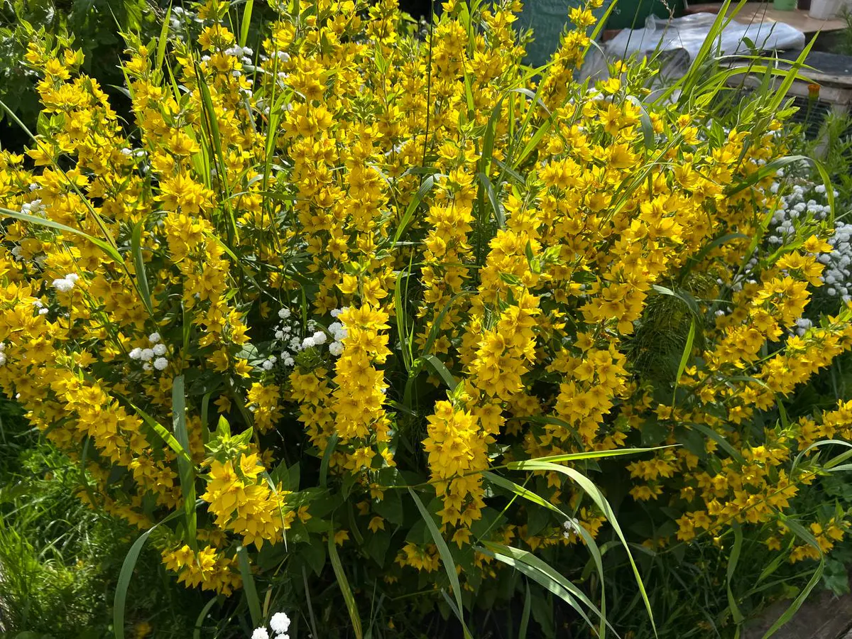 Совет биолога: 5 многолетников, которые создадут цветущий сад до первых заморозков