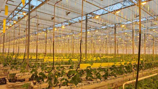 В Петушинском районе готовят теплицы к новому сезону и высадке овощей