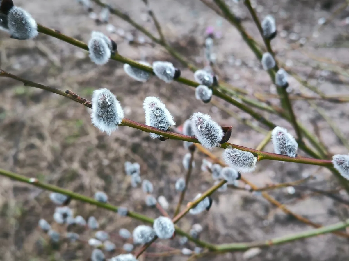 Апрельские сюрпризы: какой будет погода на Южном Урале 15 апреля