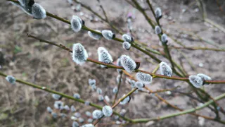 Апрельские сюрпризы: какой будет погода на Южном Урале 15 апреля