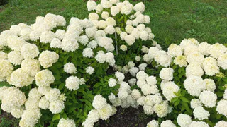 Полила гортензию осенью особым раствором. Теперь переносит суровые морозы даже в -25