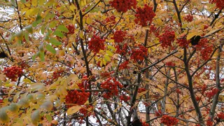 Уголовное дело: Прокуратура выясняет, кто спилил две рябины
